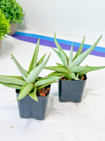 Sansevieria Chanin (PH2) | Rare Imported House Plants