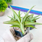 Sansevieria Chanin (PH2) | Imported Hybrids | 2" Pots