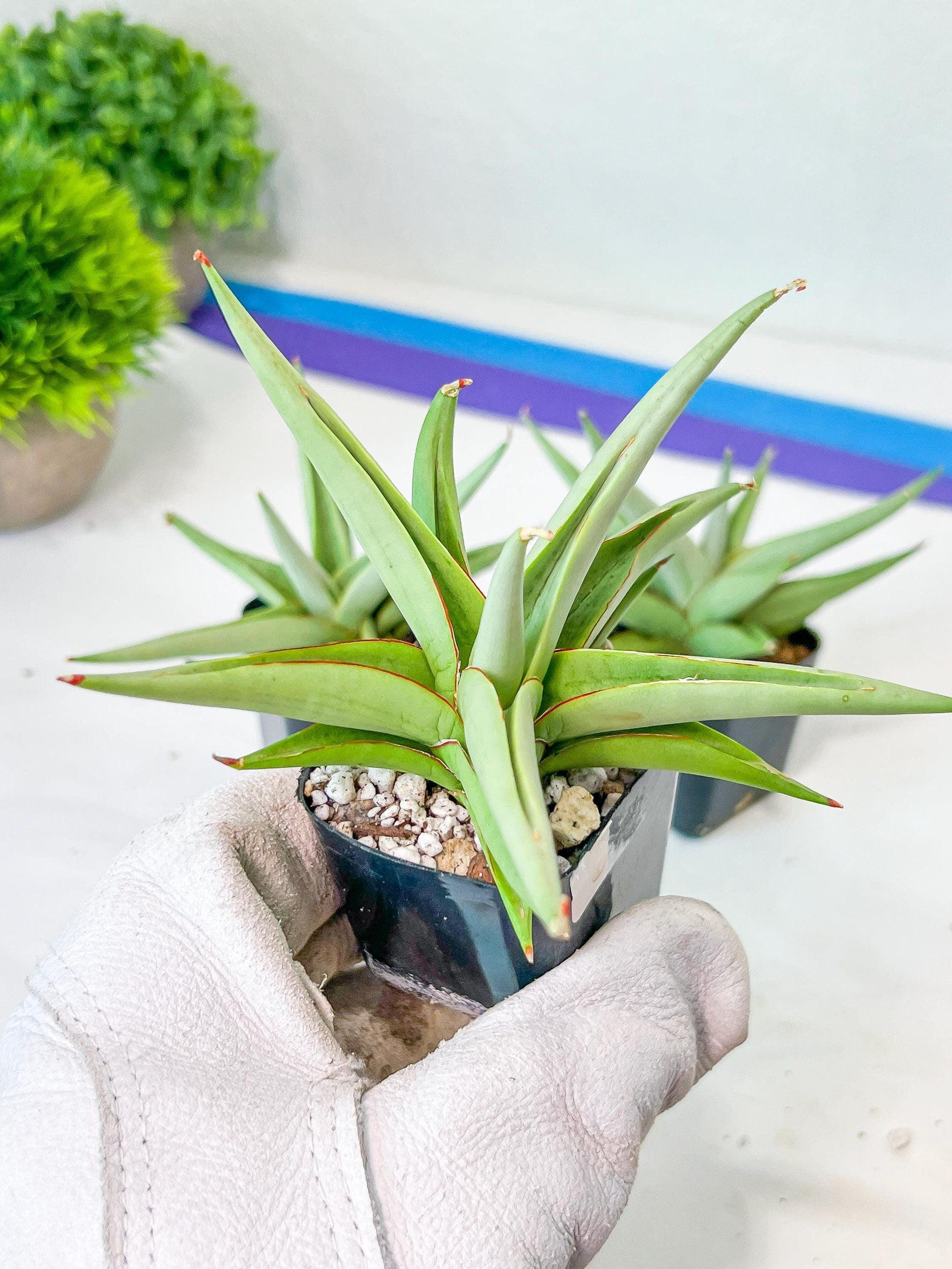 Sansevieria Chanin (PH2) | Imported Hybrids | 2" Pots