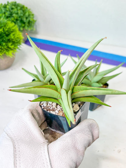 Sansevieria Chanin (PH2) | Rare Imported House Plants