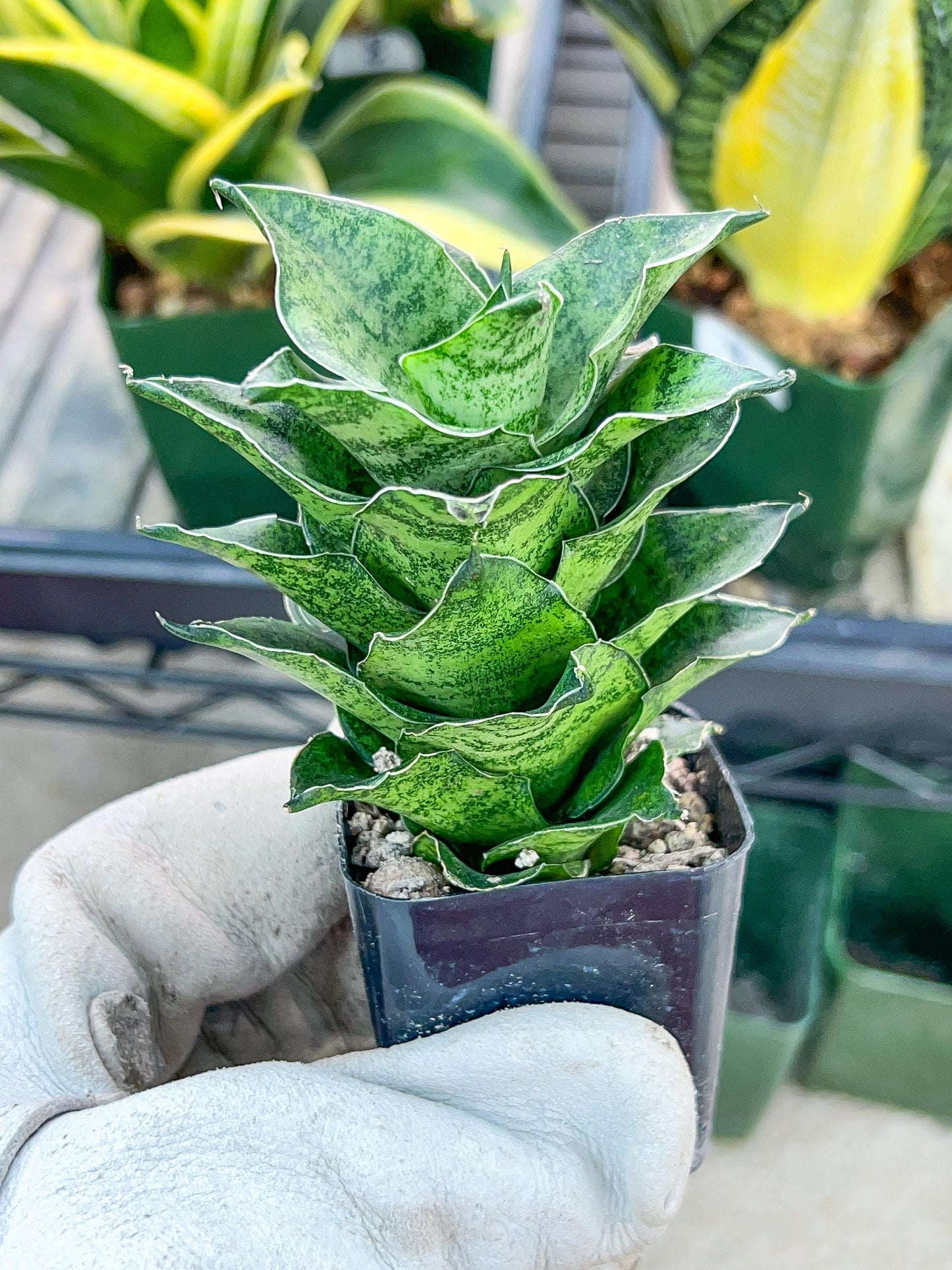 Sansevieria Mahanakron (#RA15) | Imported Indoor Snake plant | 2" Planter