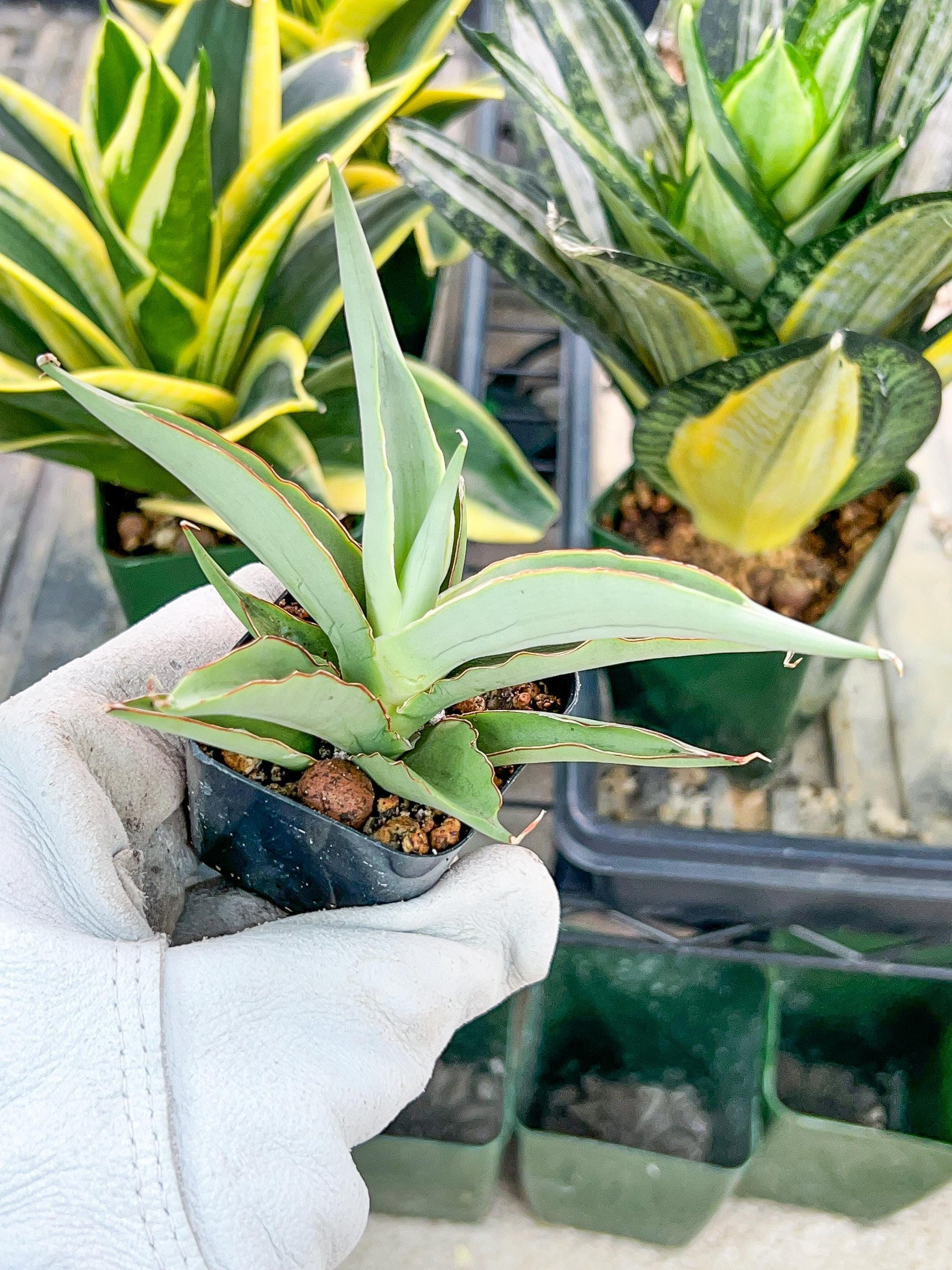 Sansevieria Swan Dancer (#PH8) | Imported Indoor Snake Plant | 2" Planter