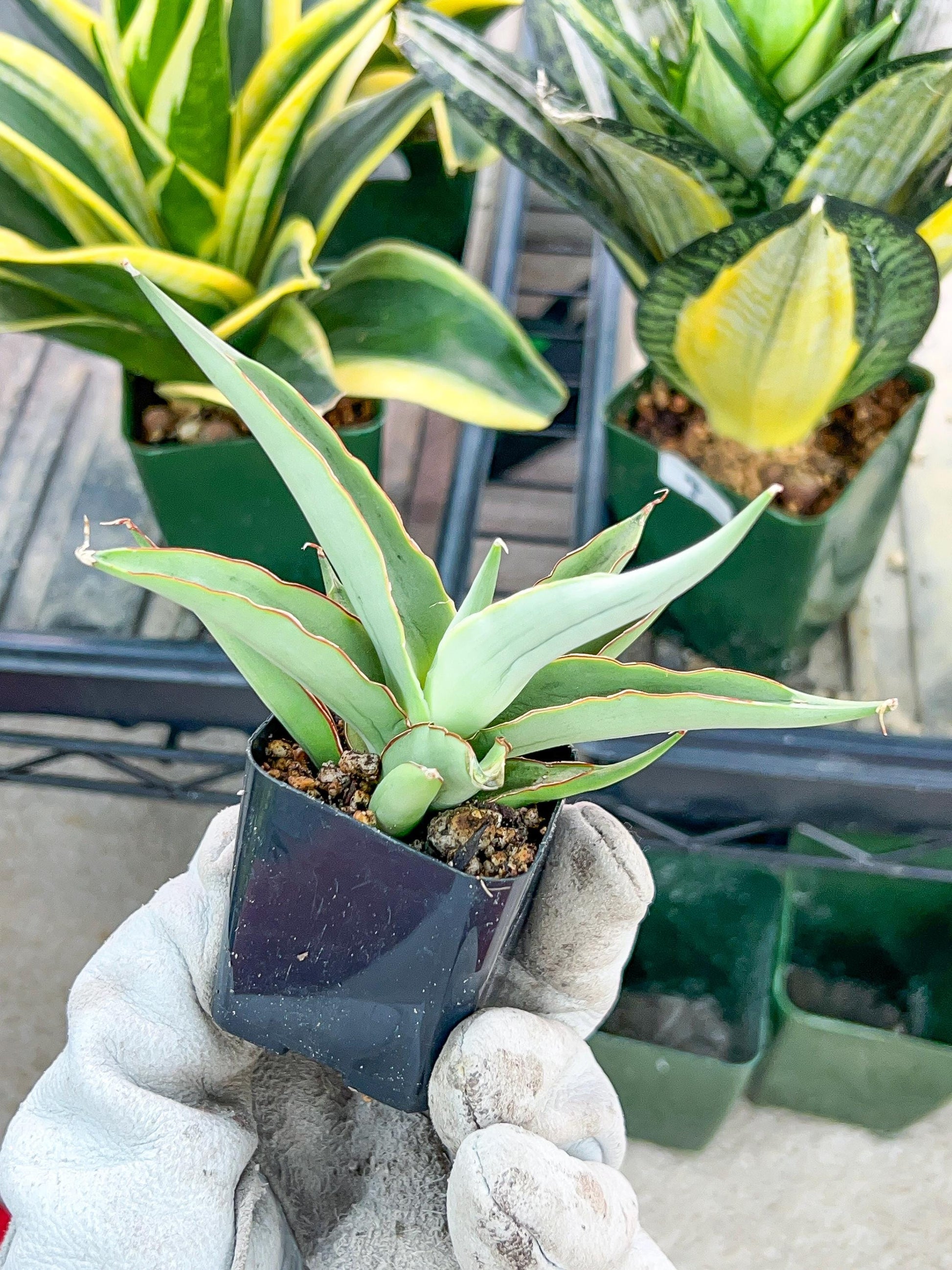 Sansevieria Swan Dancer (#PH8) | Imported Indoor Snake Plant | 2" Planter