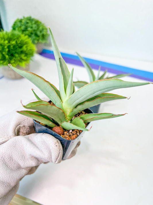 Sansevieria Swan Dancer (#PH8) | Imported Indoor Snake Plant | 2" Planter