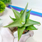 Sansevieria Manee Thewee (PH4) | Imported House Plants | 2" Planter