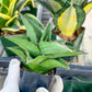 Sansevieria Bonny (PH9) | Imported House Plants | 2" Planter