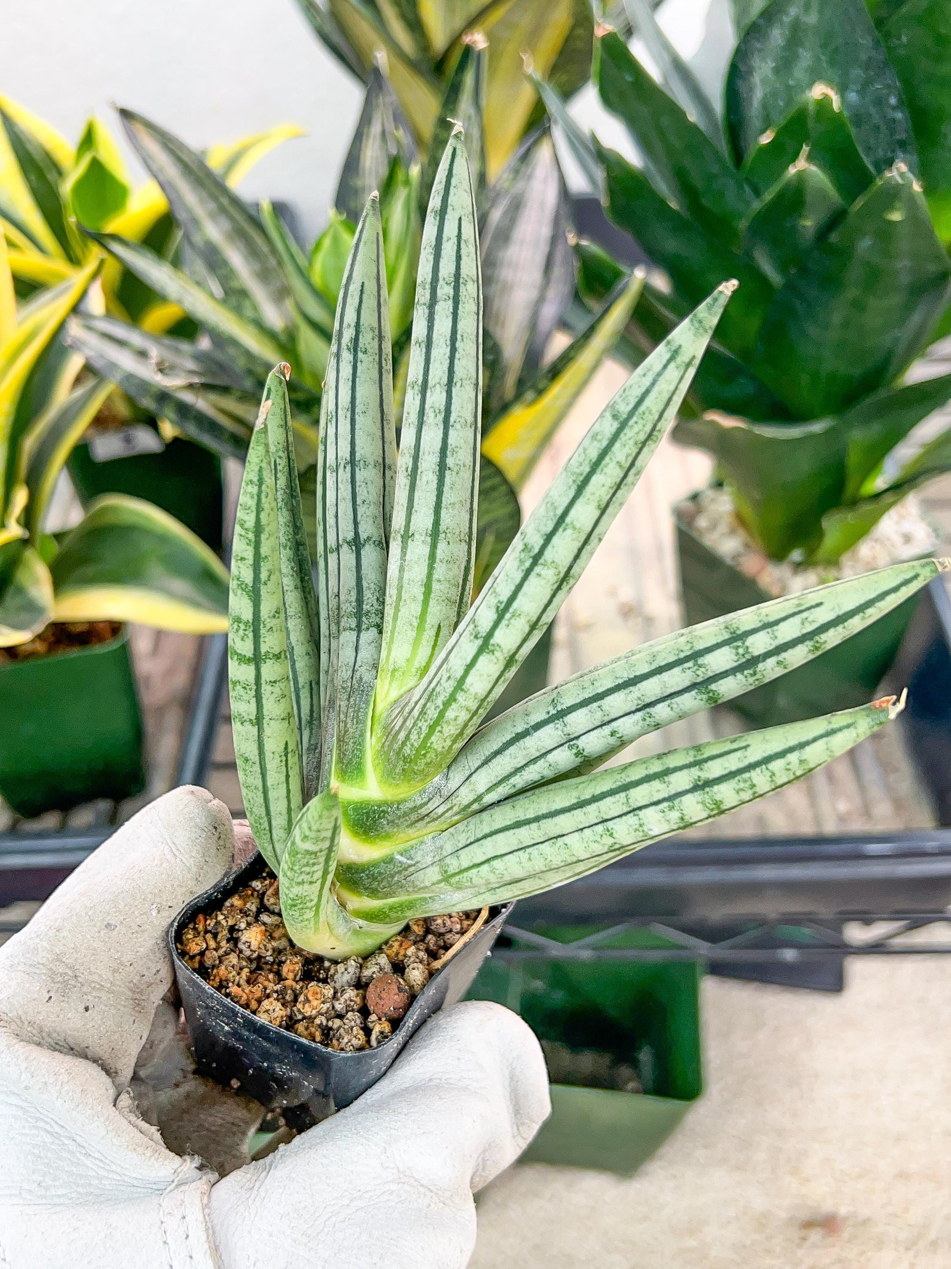 Sansevieria African Zybra (#AC9) | Rare Imported House Plants | In 2Inch Planter