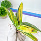 Gasteria Hybrid Carrienata | South African Plants | Imported Plants