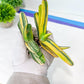 Gasteria Hybrid Carrienata | South African Plants | Imported Plants