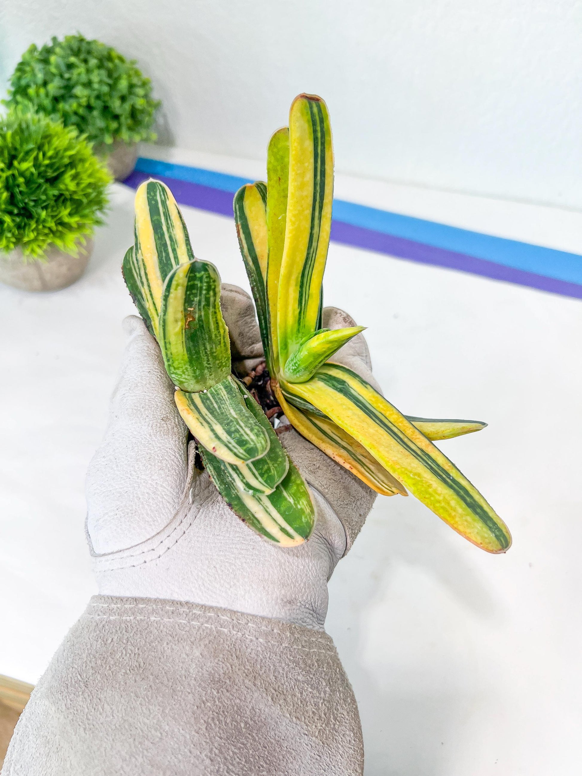 Gasteria Hybrid Carrienata | South African Plants | Imported Plants