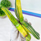Gasteria Hybrid Carrienata | South African Plants | Imported Plants