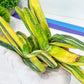 Gasteria Hybrid Carrienata | South African Plants | Imported Plants