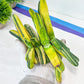 Gasteria Hybrid Carrienata | South African Plants | Imported Plants