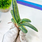 Gasteria Battesiana Black | South African Plants | Imported Plants