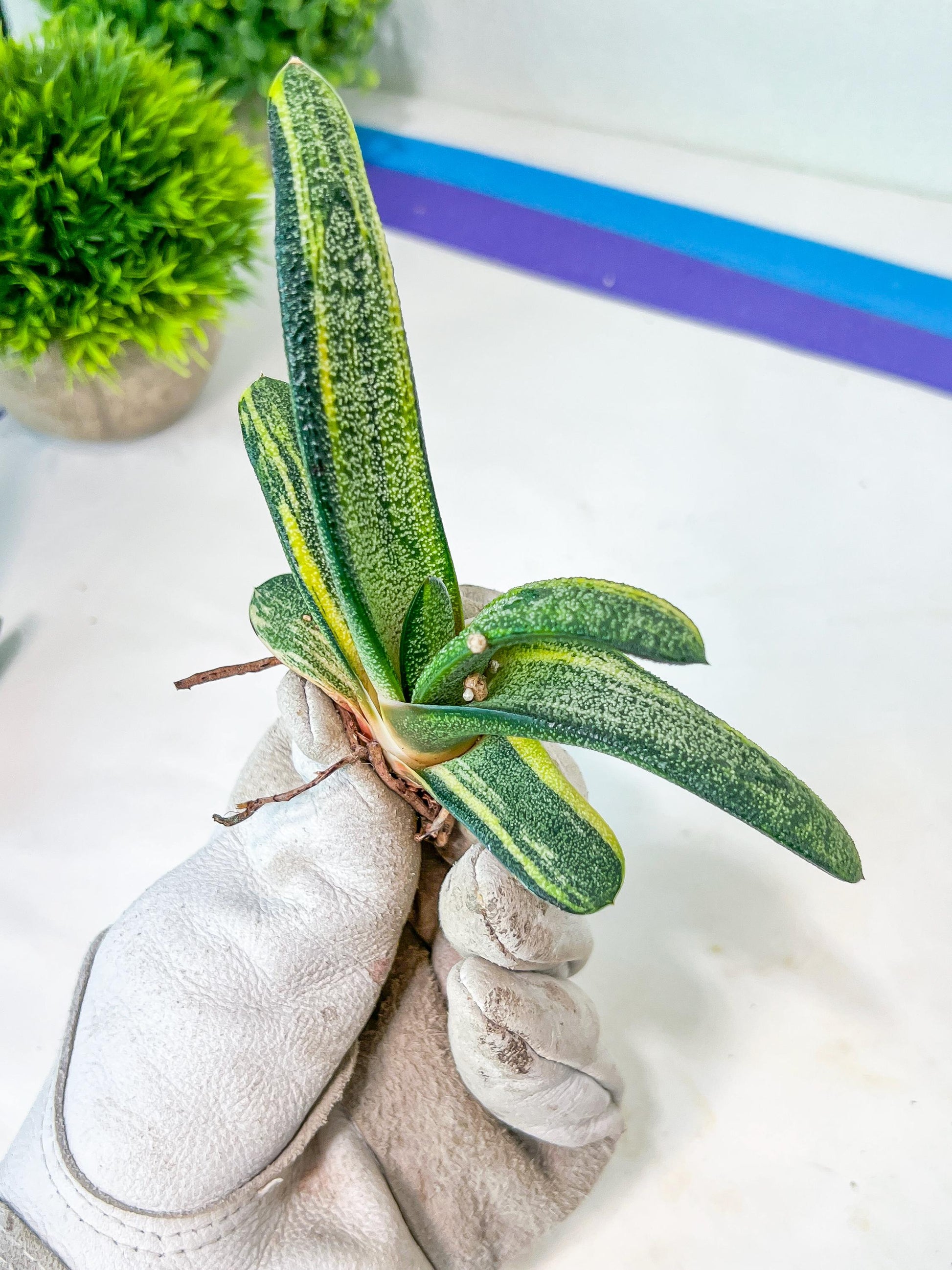 Gasteria Battesiana Black | South African Plants | Imported Plants