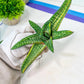 Gasteria Battesiana Black | South African Plants | Imported Plants