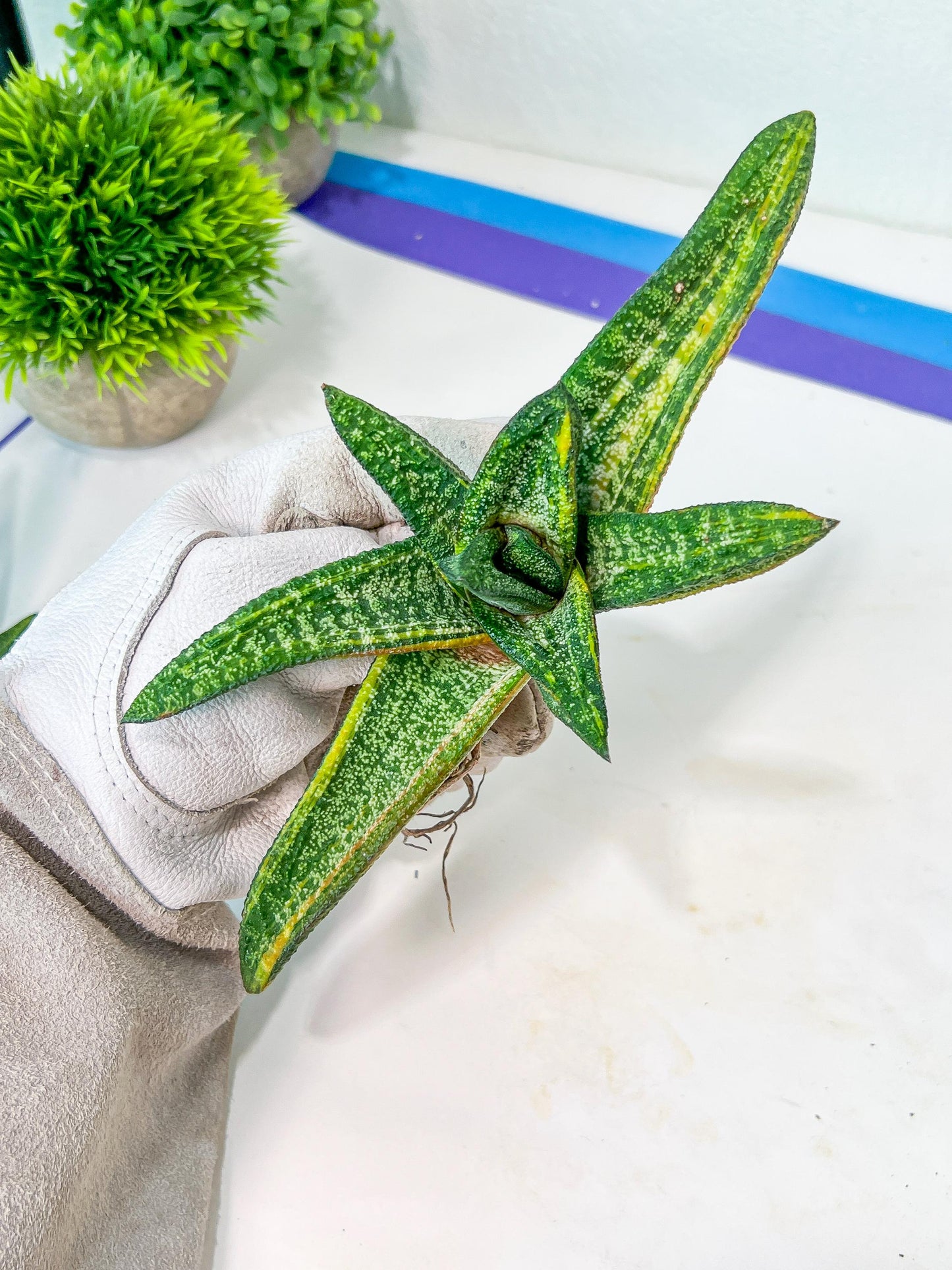 Gasteria Battesiana Black | South African Plants | Imported Plants