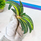 Gasteria Battesiana Black | South African Plants | Imported Plants