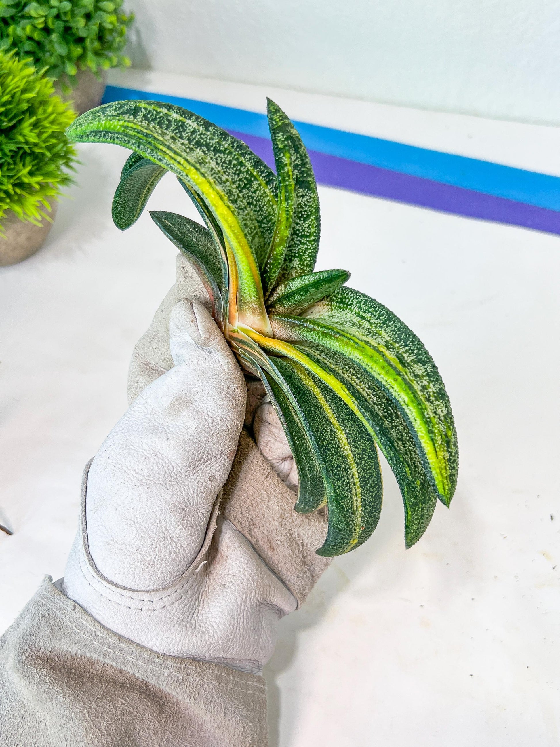 Gasteria Battesiana Black | South African Plants | Imported Plants