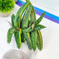 Gasteria Battesiana Black | South African Plants | Imported Plants