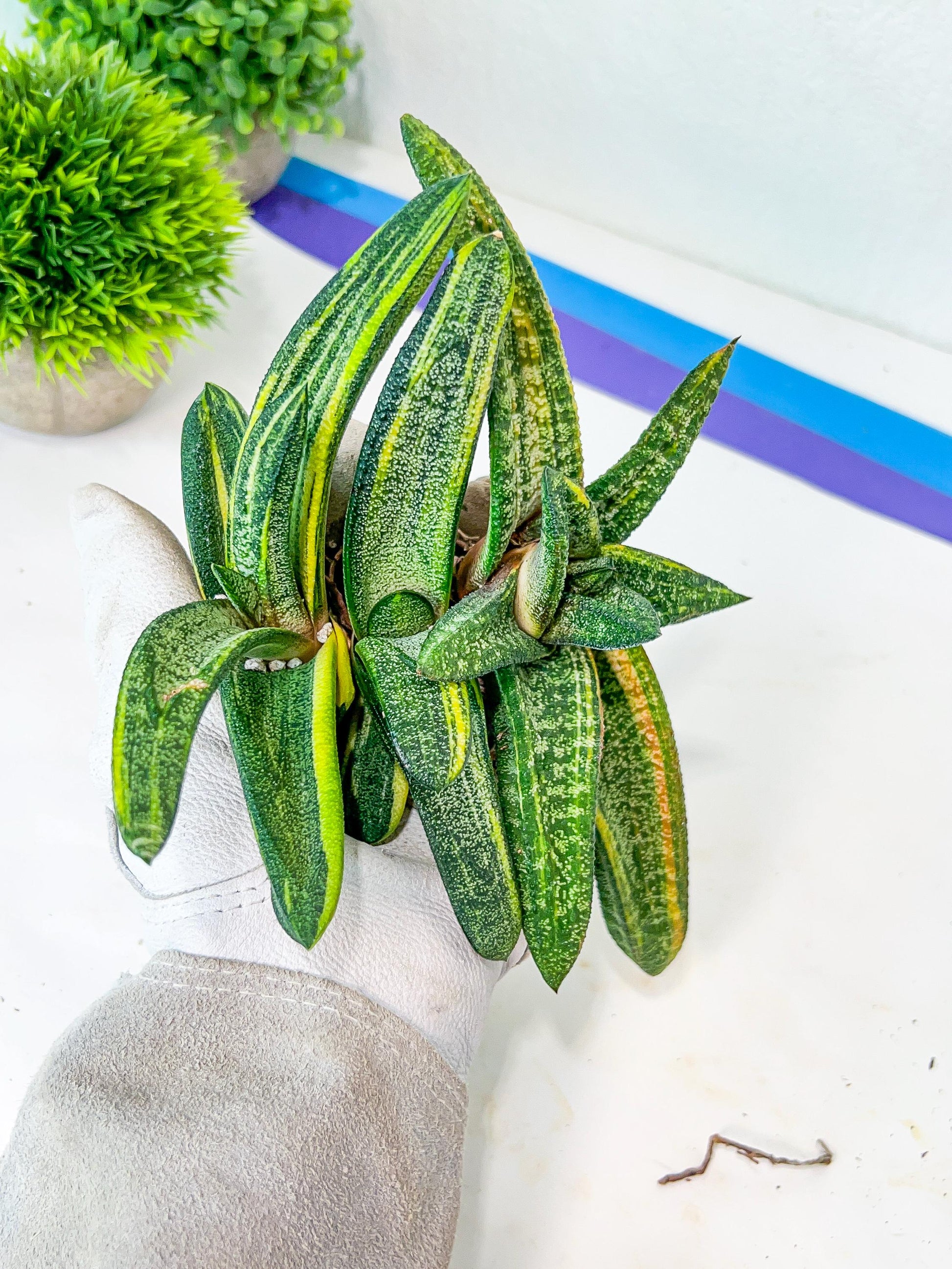 Gasteria Battesiana Black | South African Plants | Imported Plants