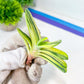 Gasteria Hybrid Vilansii | South African Plants | Imported Plants