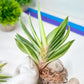 Gasteria Hybrid Vilansii | South African Plants | Imported Plants