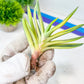 Gasteria Hybrid Vilansii | South African Plants | Imported Plants