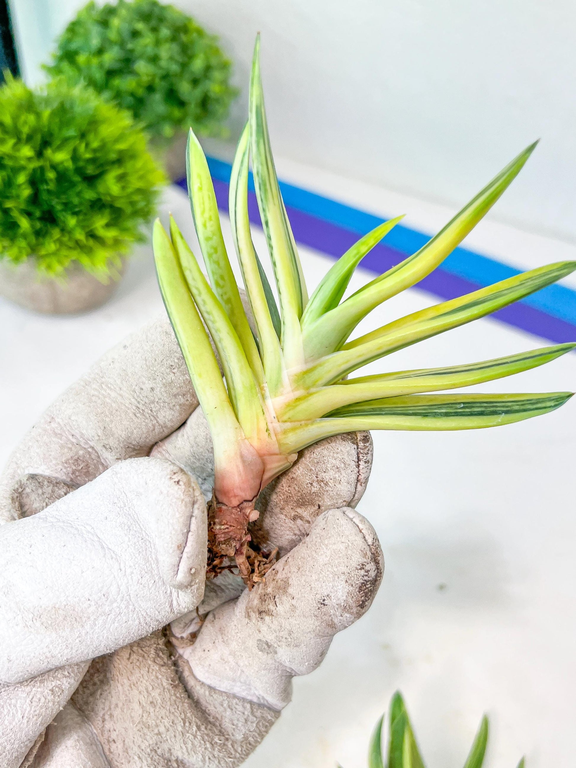 Gasteria Hybrid Vilansii | South African Plants | Imported Plants