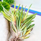 Gasteria Hybrid Vilansii | South African Plants | Imported Plants