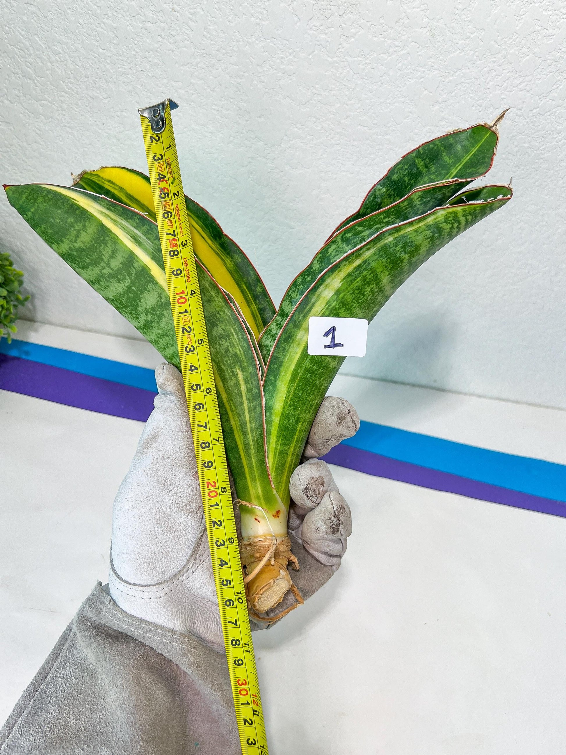 Sansevieria Black Rose Var (#R1~4) | Very Hard to find | Rare Imported