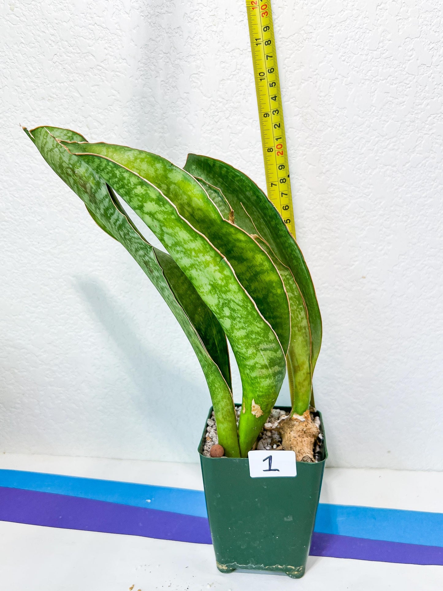 Sansevieria BRUDA (#MC1~6) | Hybrid of Masoniana Var x Eliptica Var | Rare