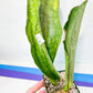 Sansevieria BRUDA (#MC1~6) | Hybrid of Masoniana Var x Eliptica Var | Rare