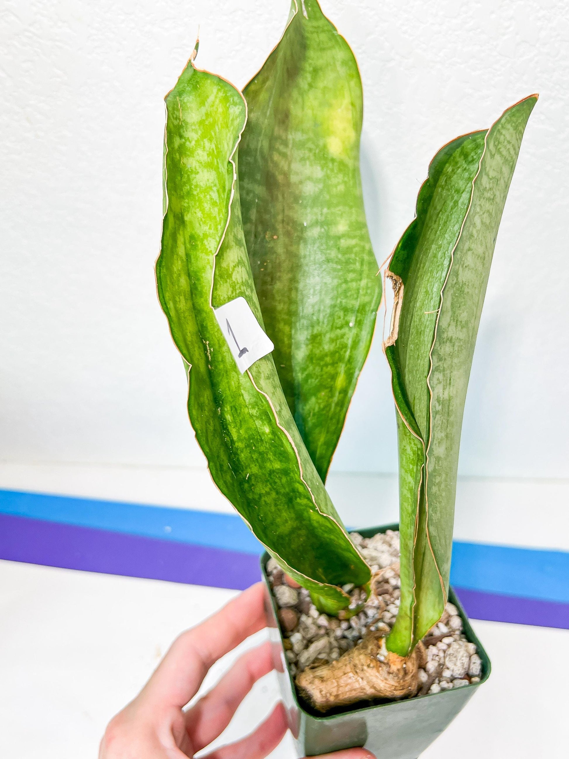 Sansevieria BRUDA (#MC1~6) | Hybrid of Masoniana Var x Eliptica Var | Rare