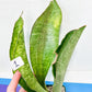 Sansevieria BRUDA (#MC1~6) | Hybrid of Masoniana Var x Eliptica Var | Rare