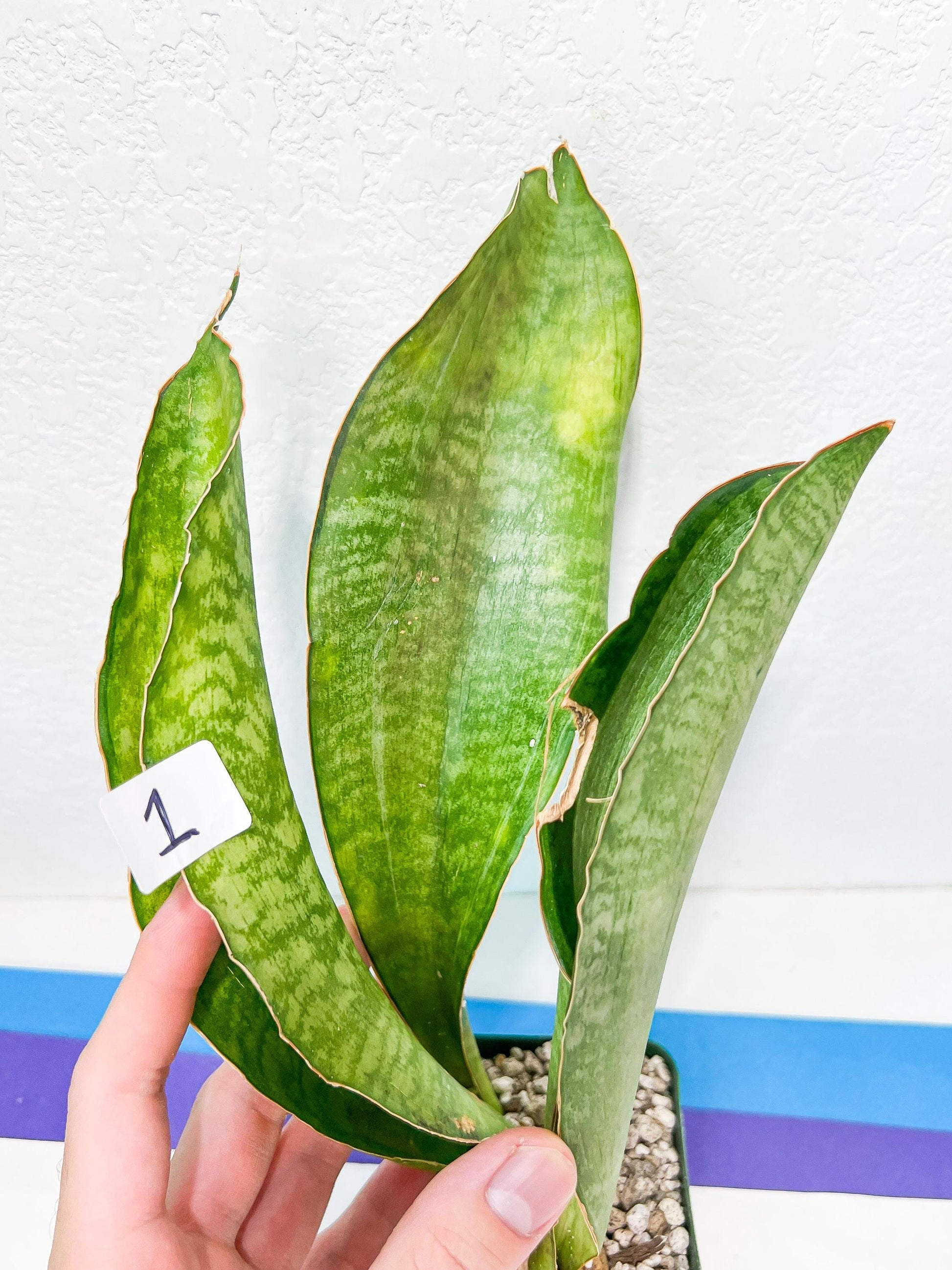 Sansevieria BRUDA (#MC1~6) | Hybrid of Masoniana Var x Eliptica Var | Rare