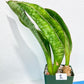 Sansevieria BRUDA (#MC1~6) | Hybrid of Masoniana Var x Eliptica Var | Rare