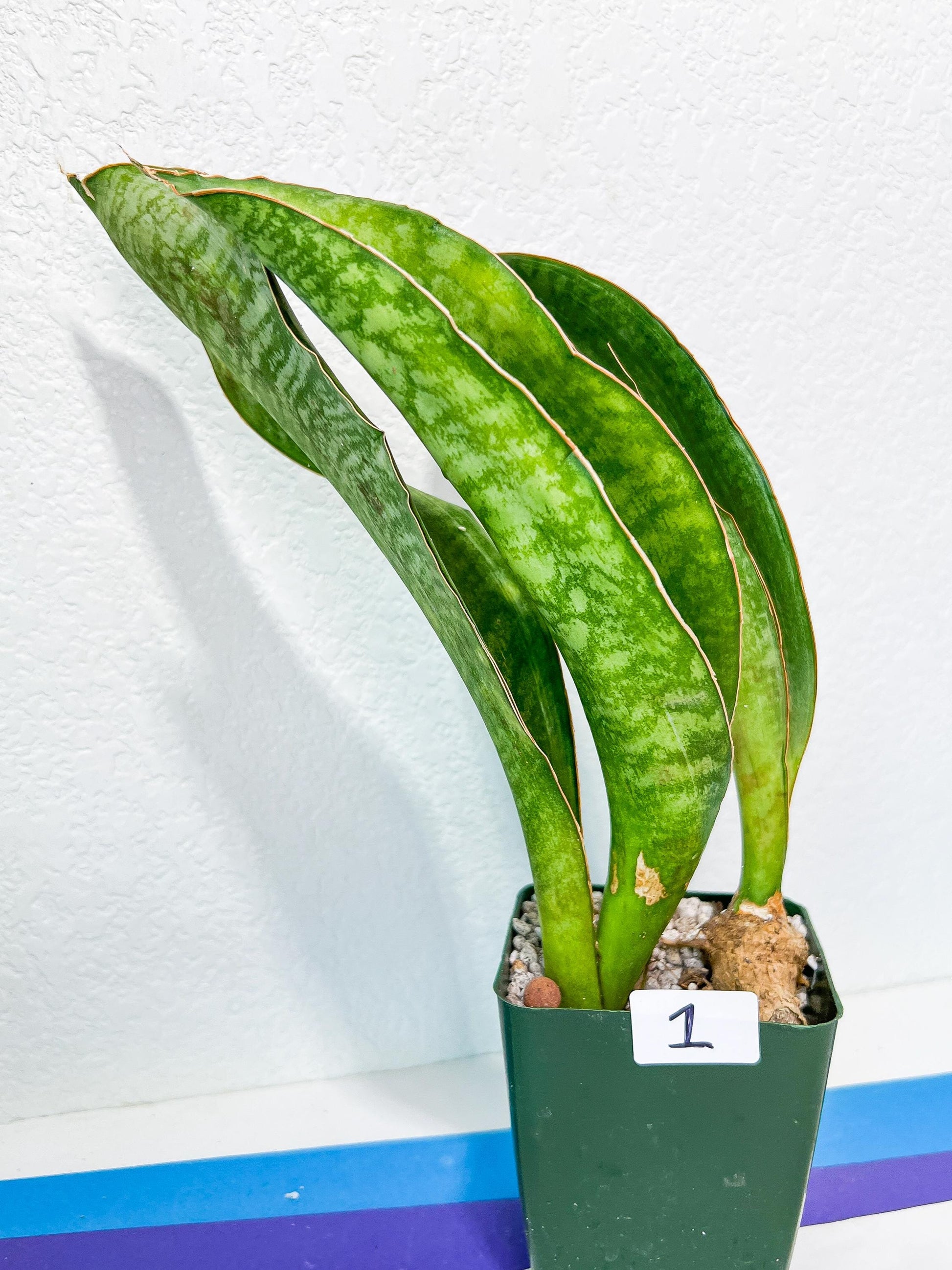 Sansevieria BRUDA (#MC1~6) | Hybrid of Masoniana Var x Eliptica Var | Rare