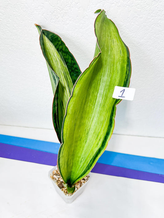 Sansevieria BRUDA (#MJ1~5) | Hybrid of Masoniana Var x Eliptica Var