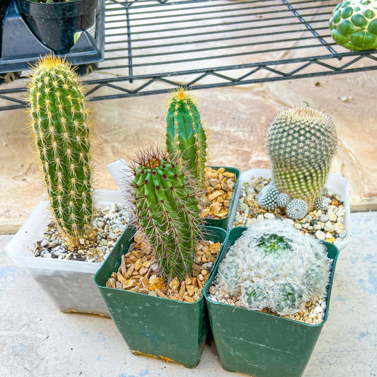 Rare Cactus Collections (#G1~4) | Plant names listed in descriptions | 3.5" Pot