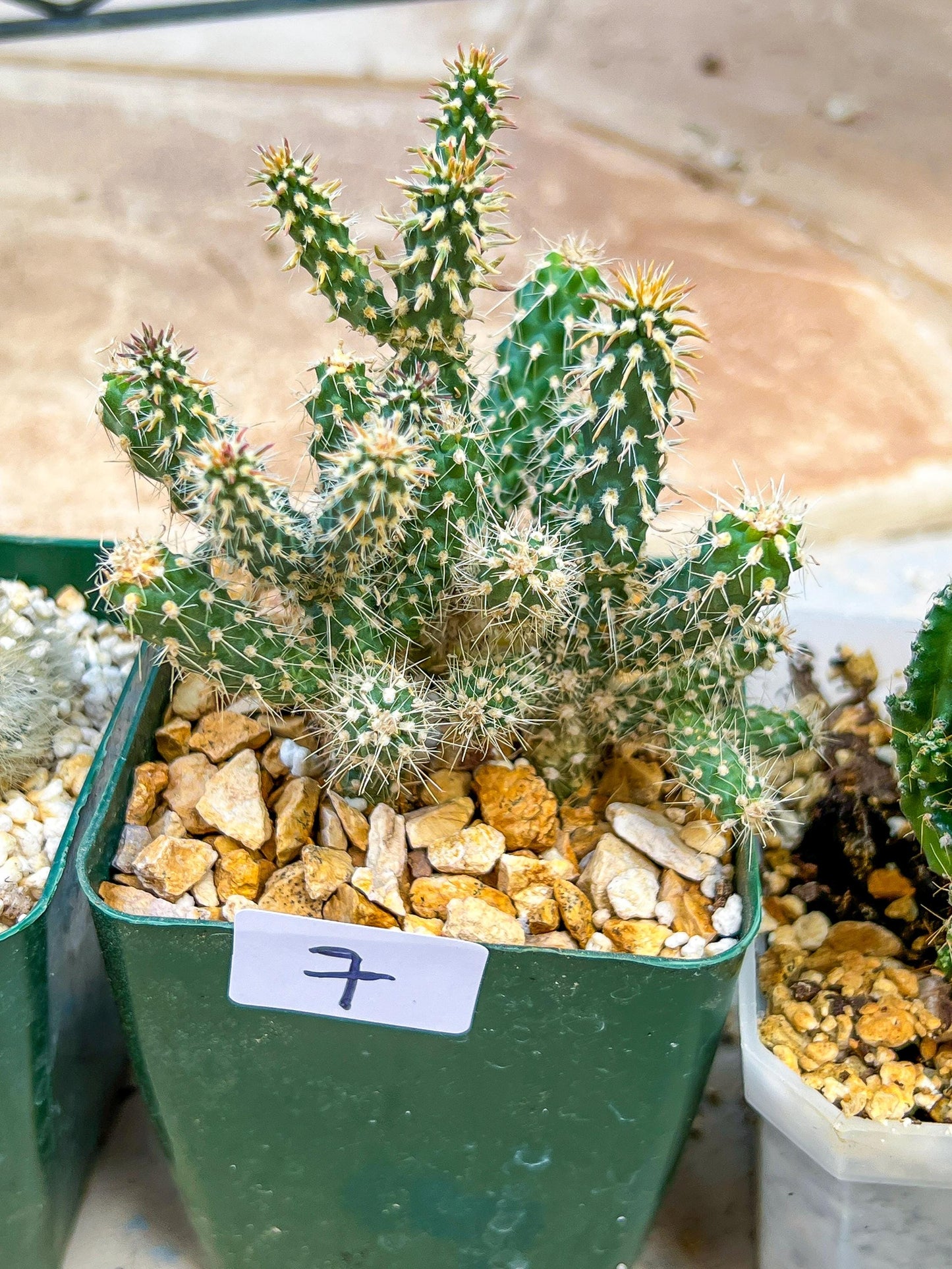 Rare Cactus Collections (#G6~9) | Plant names listed in descriptions | 3.5" Pot