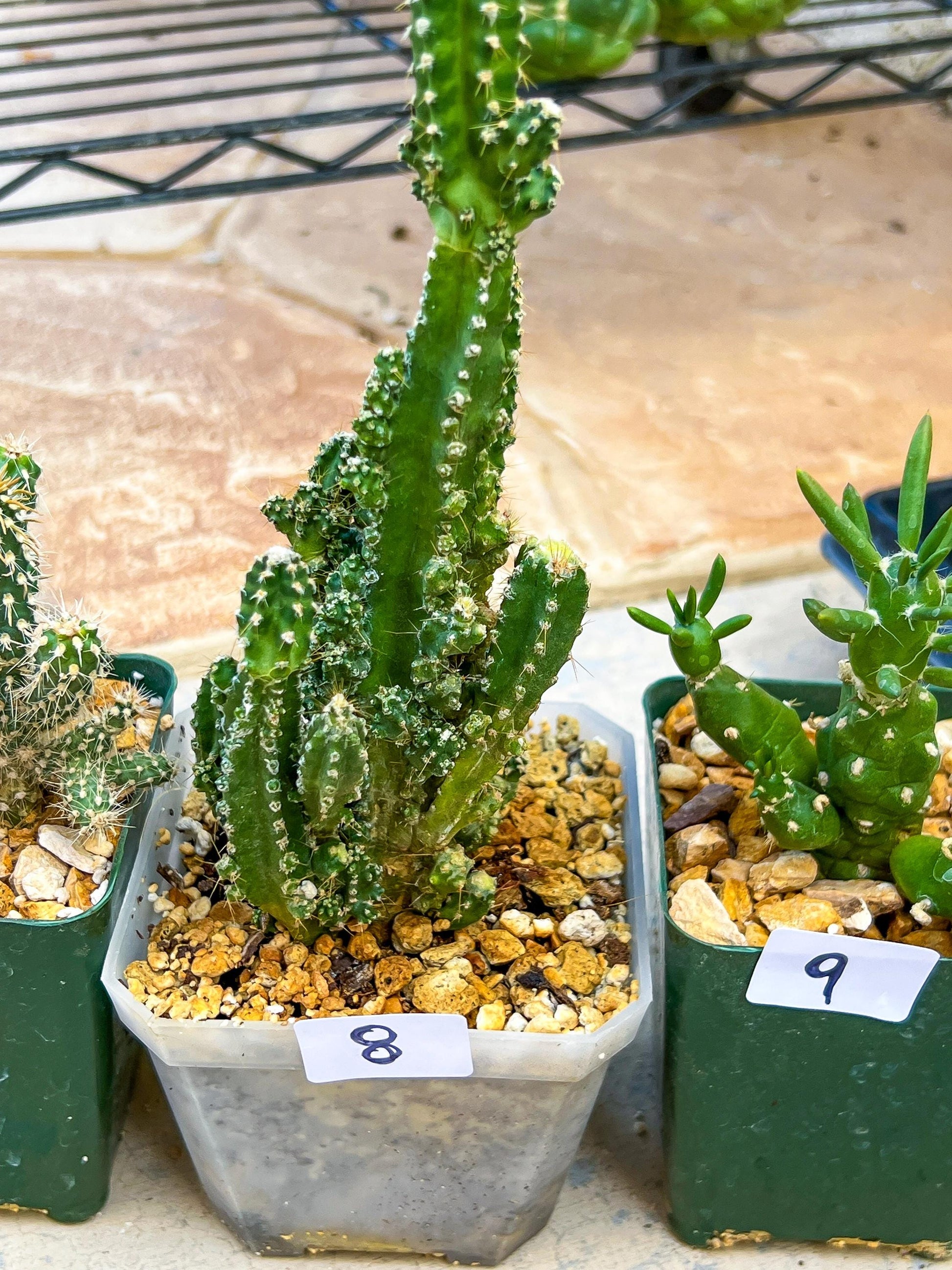 Rare Cactus Collections (#G6~9) | Plant names listed in descriptions | 3.5" Pot