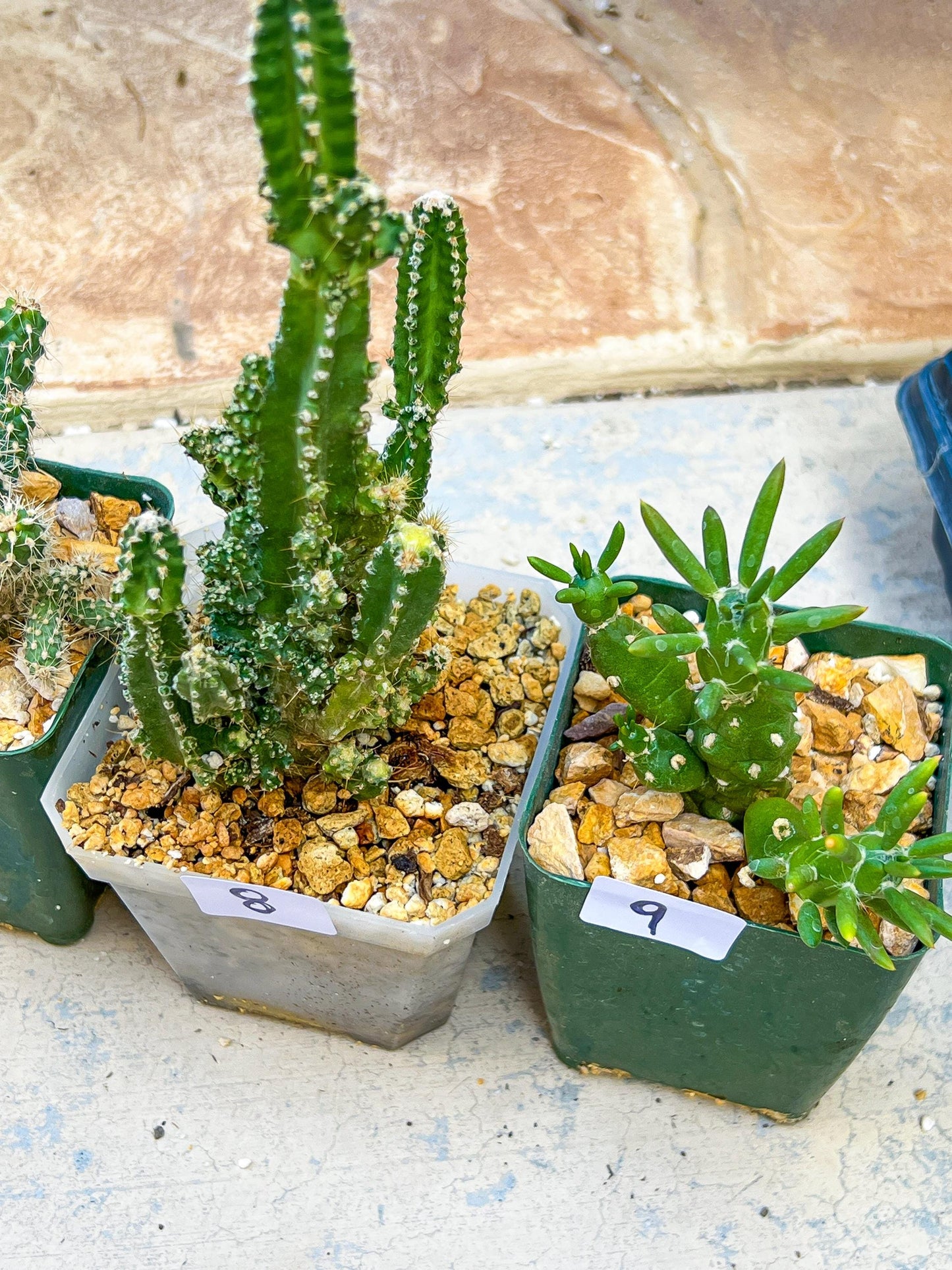 Rare Cactus Collections (#G6~9) | Plant names listed in descriptions | 3.5" Pot