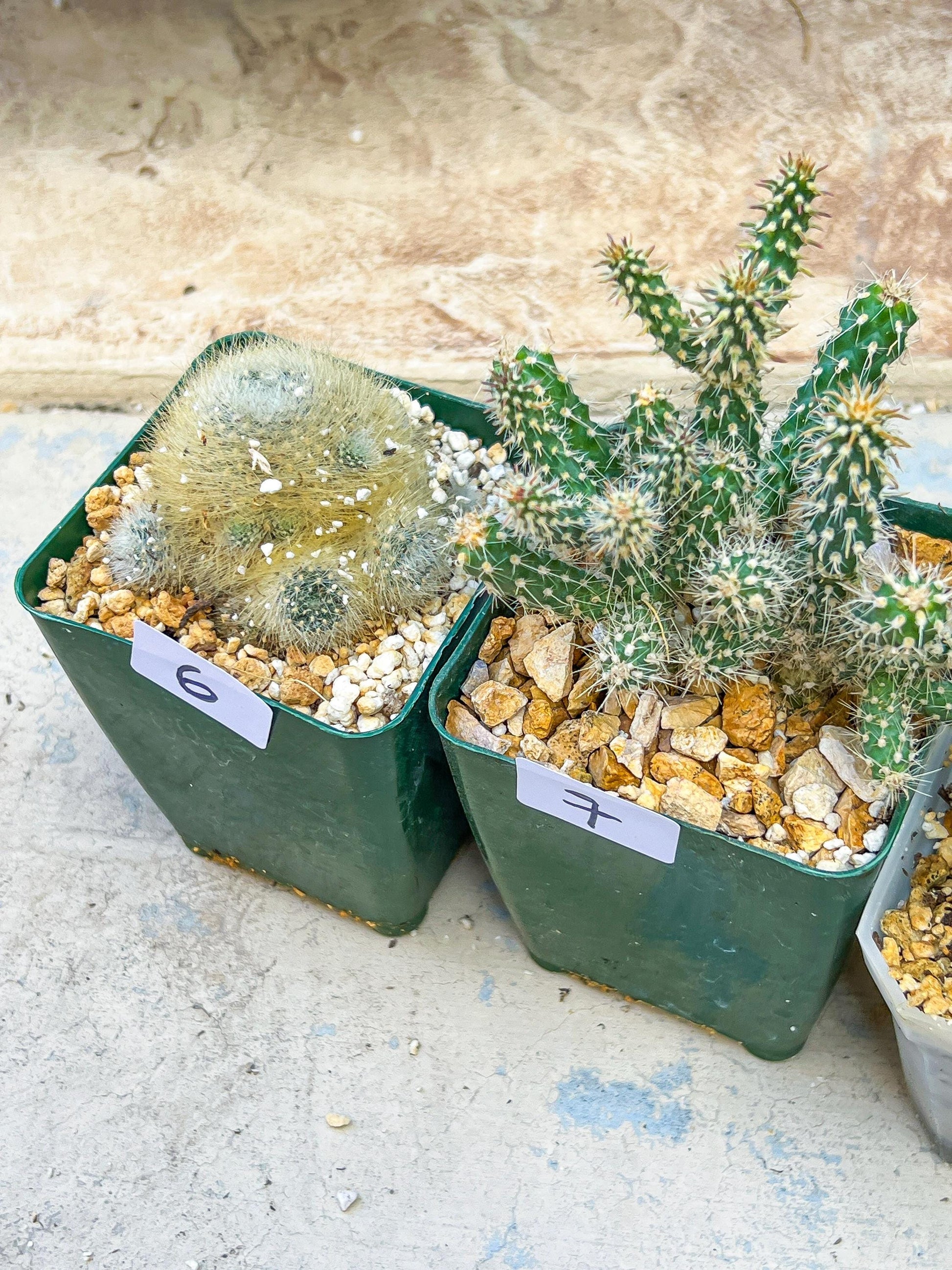 Rare Cactus Collections (#G6~9) | Plant names listed in descriptions | 3.5" Pot