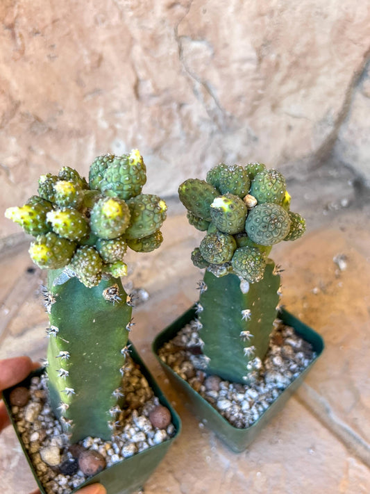 Grafted Tephrocactus Cactus | Crested Hatchet Cactus