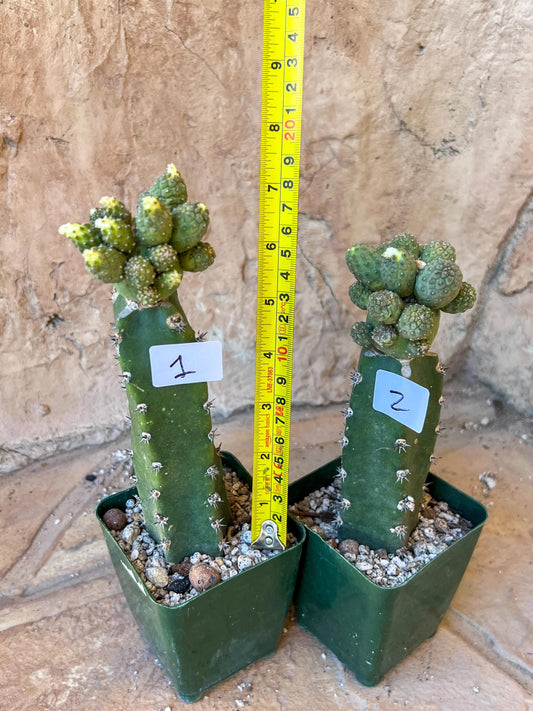 Grafted Tephrocactus Cactus | Crested Hatchet Cactus