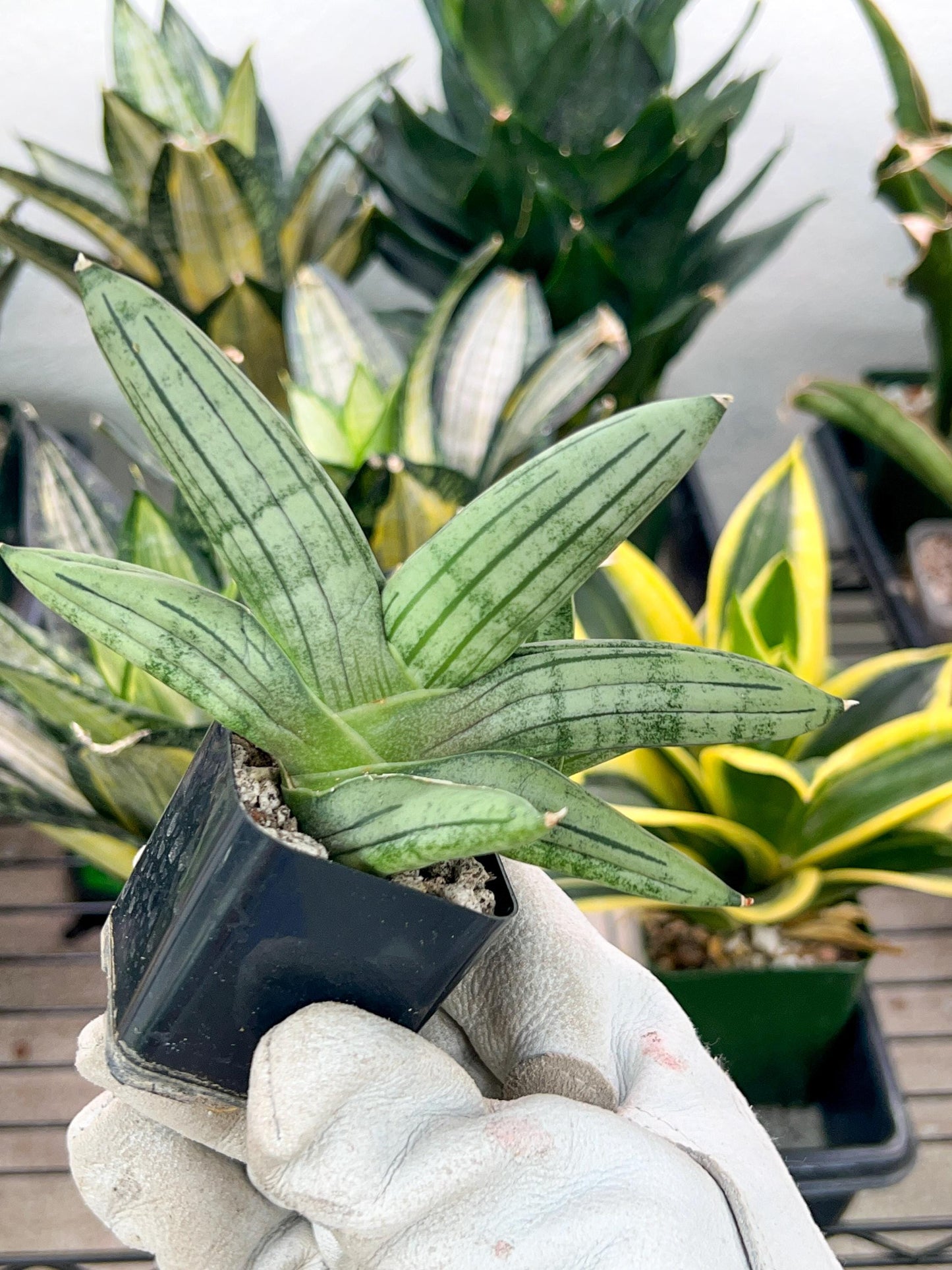 Sansevieria Melon (#AC19) | Rare Imported Snake plant | 2" Planter