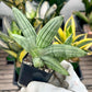 Sansevieria Melon (#AC19) | Rare Imported Snake plant | 2" Planter