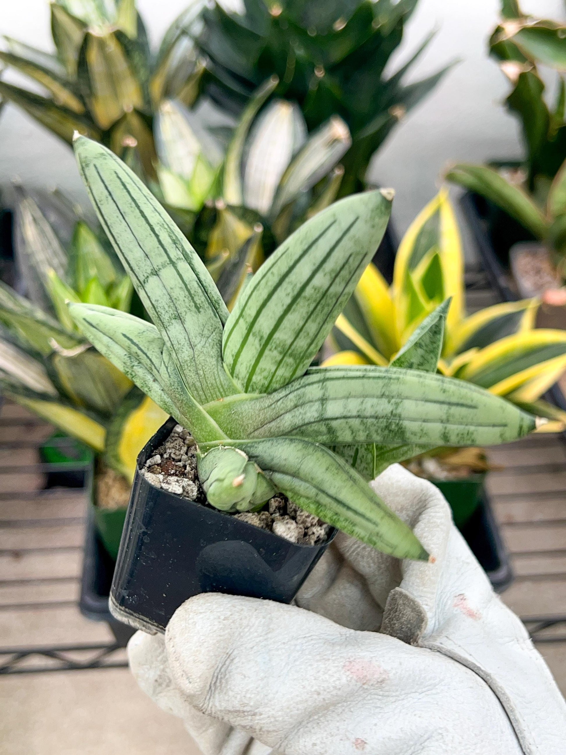 Sansevieria Melon (#AC19) | Rare Imported Snake plant | 2" Planter