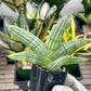 Sansevieria Melon (#AC19) | Rare Imported Snake plant | 2" Planter